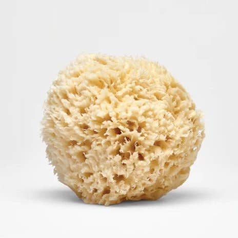 Sea Sponge